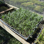 Dwarf Mondo Grass