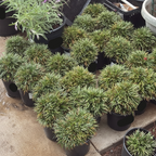Dwarf Mondo Grass