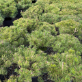 Potted Dwarf Mugo Pine