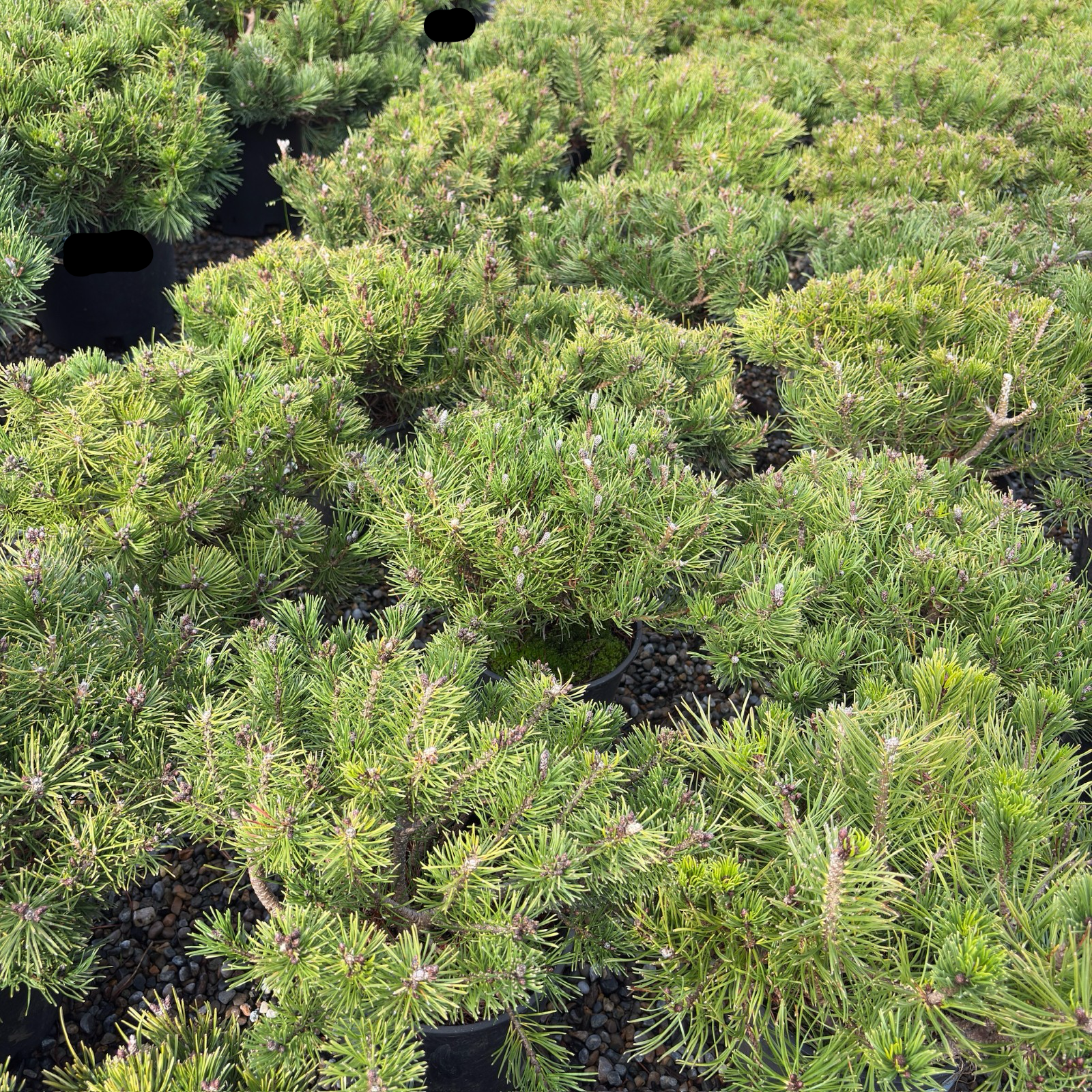 Potted Dwarf Mugo Pine