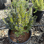 Dwarf Myrtle