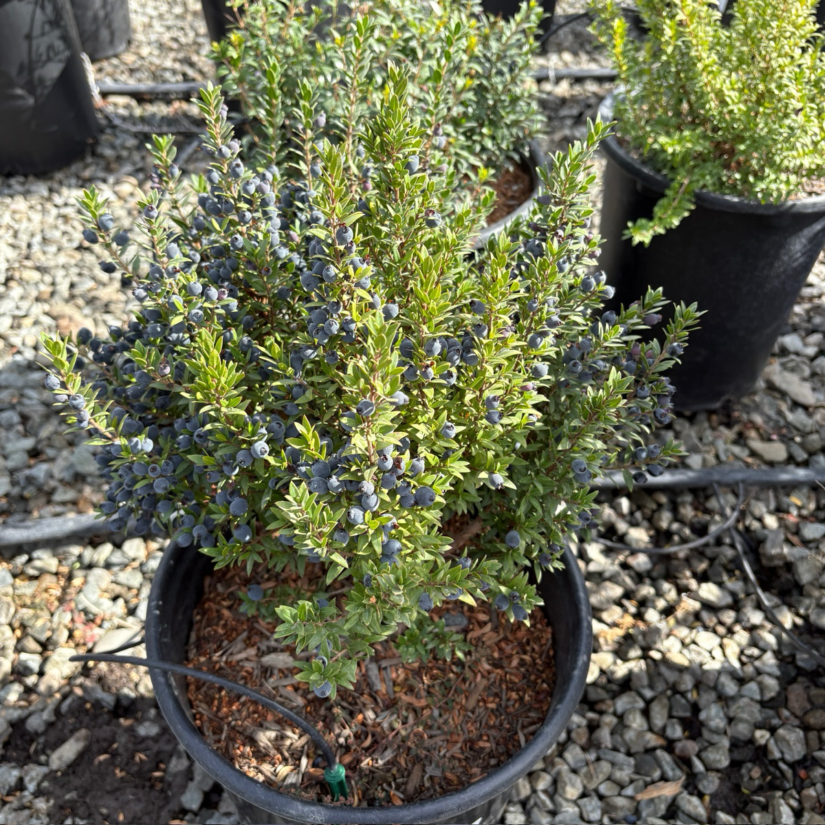 Dwarf Myrtle