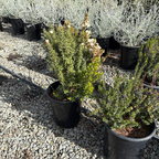 Dwarf Myrtle
