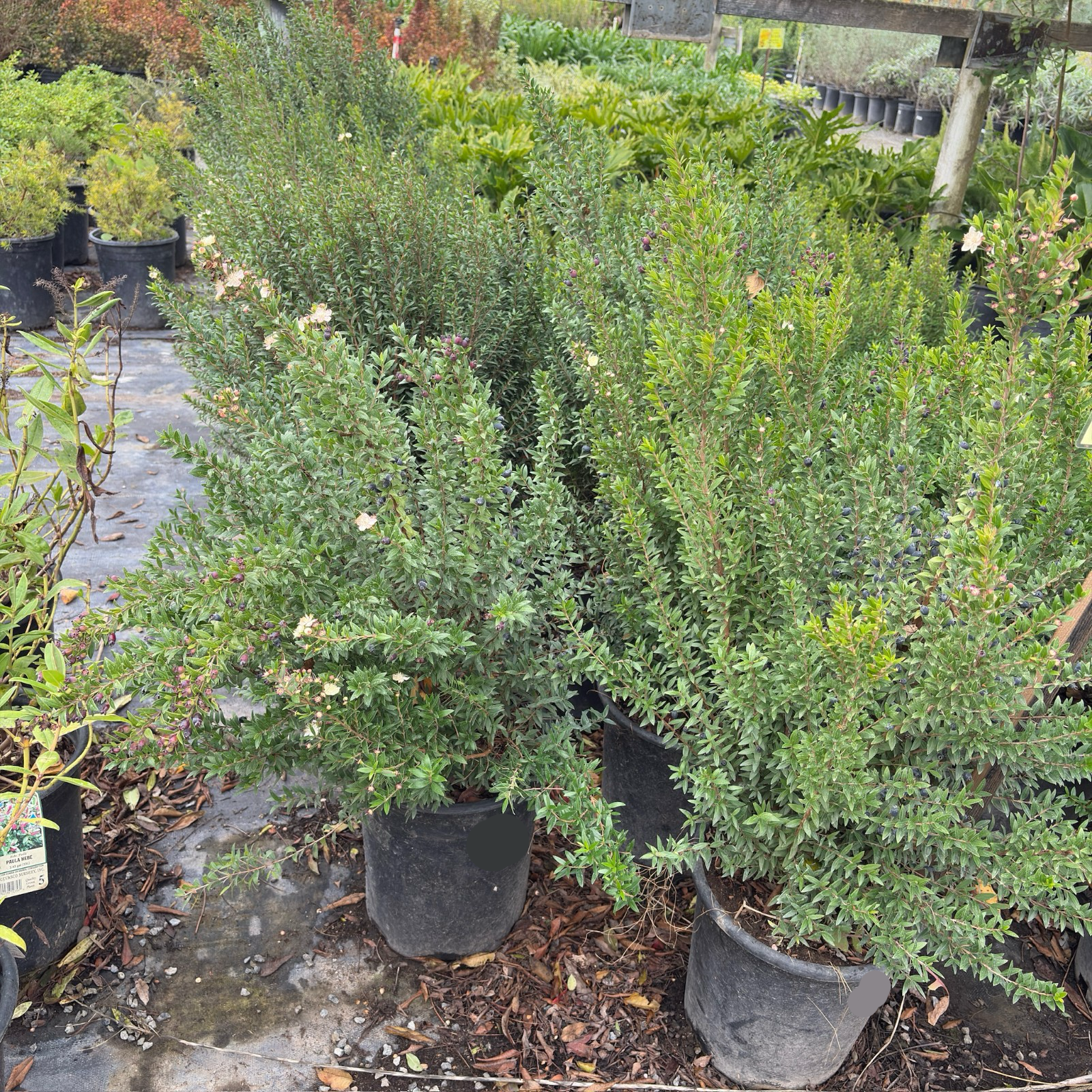 Dwarf Myrtle