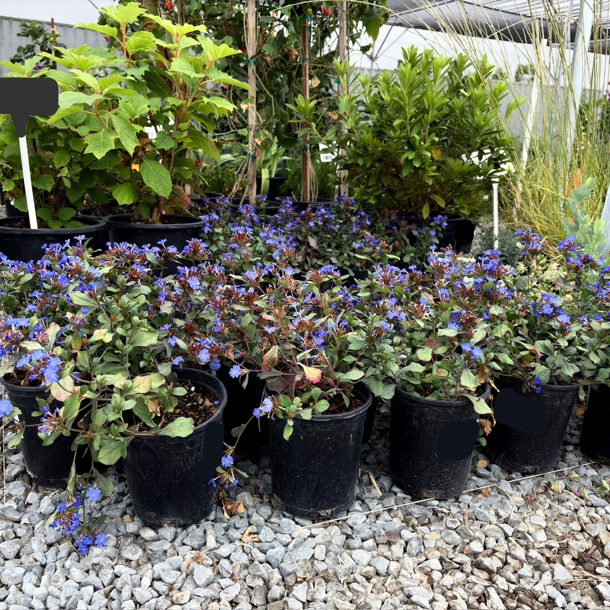 Dwarf Plumbago