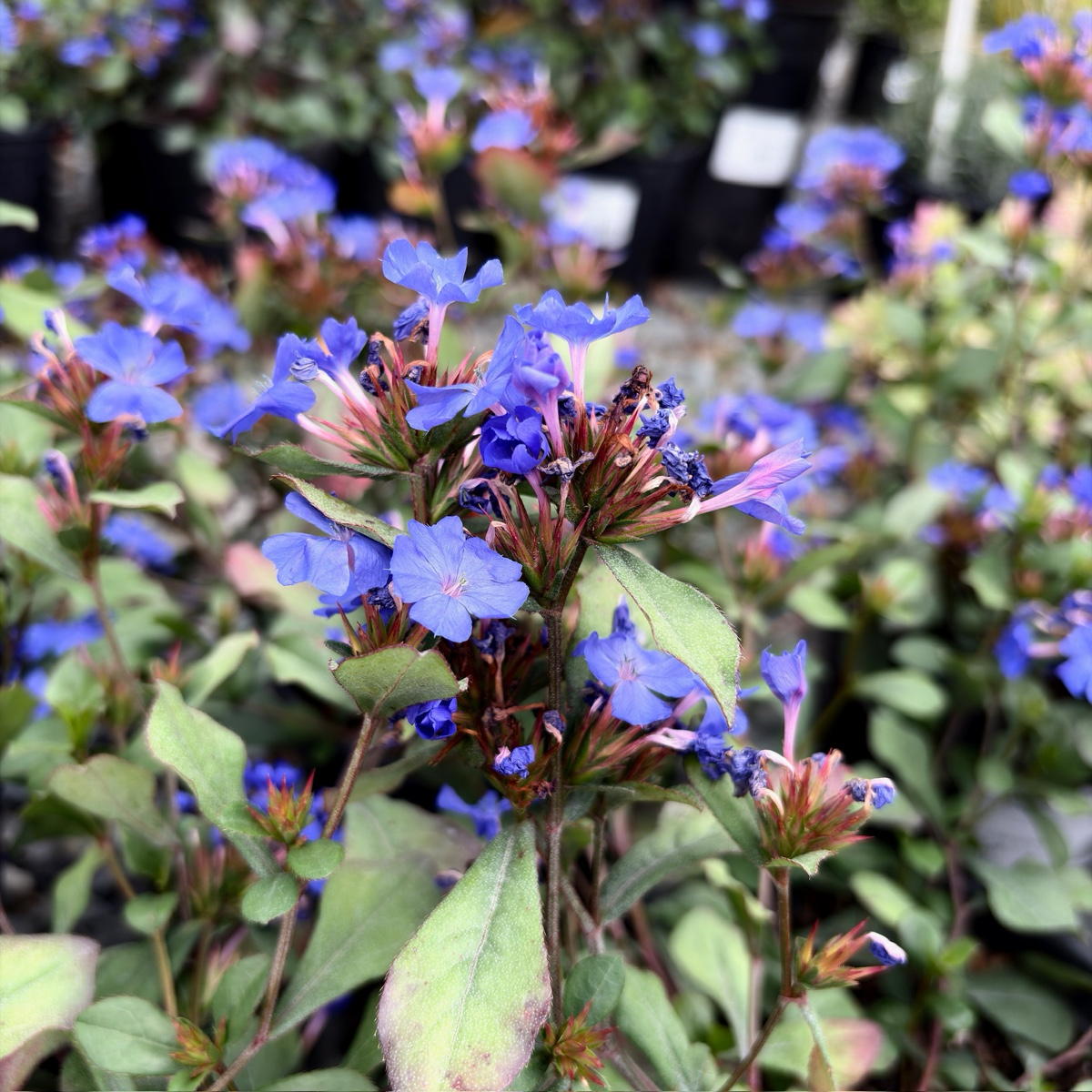 Dwarf Plumbago