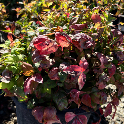 Nana Purpurea Heavenly Bamboo | Purple-Red Dwarf Evergreen Shrub