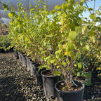 Dwarf Snowflake Mock Orange