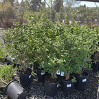 Dwarf Snowflake Mock Orange