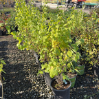 Dwarf Snowflake Mock Orange