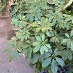 Dwarf Umbrella Tree
