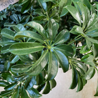 Dwarf Umbrella Tree