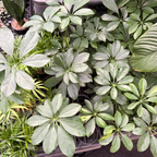 Dwarf Umbrella Tree