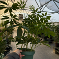 Dwarf Umbrella Tree