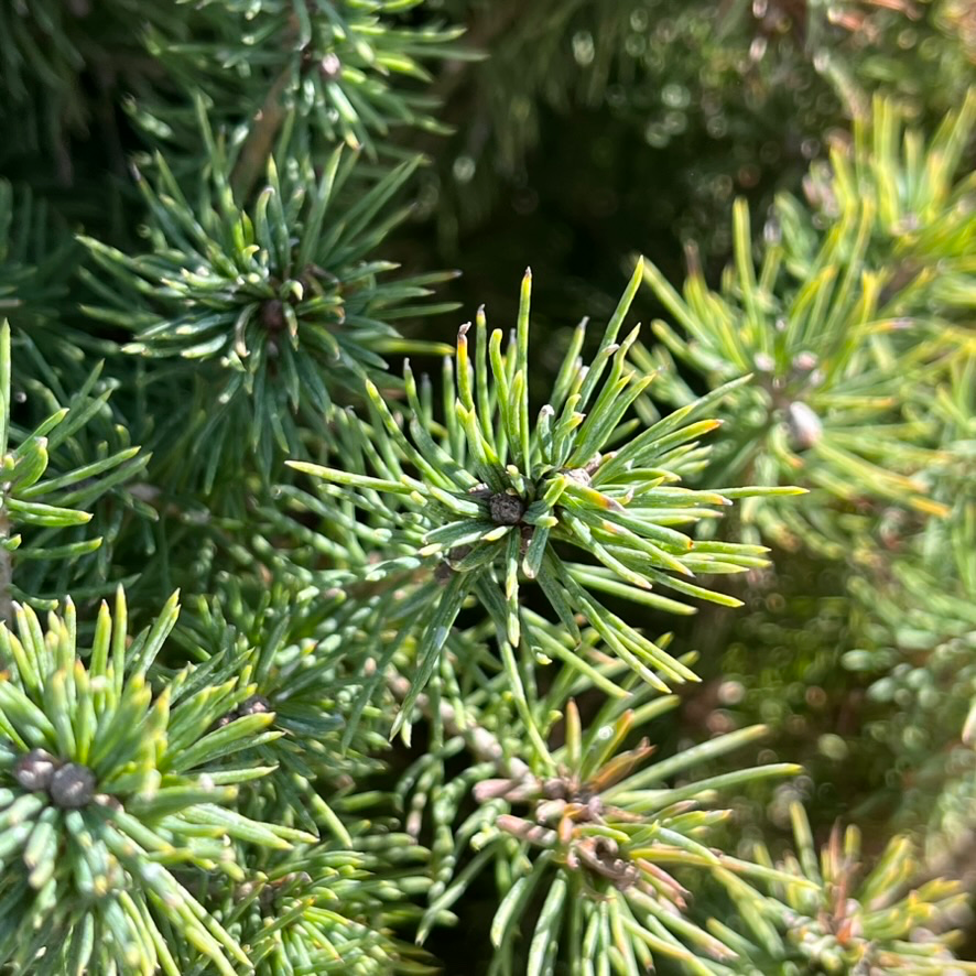 Dwarf White Spruce