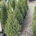 Dwarf White Spruce
