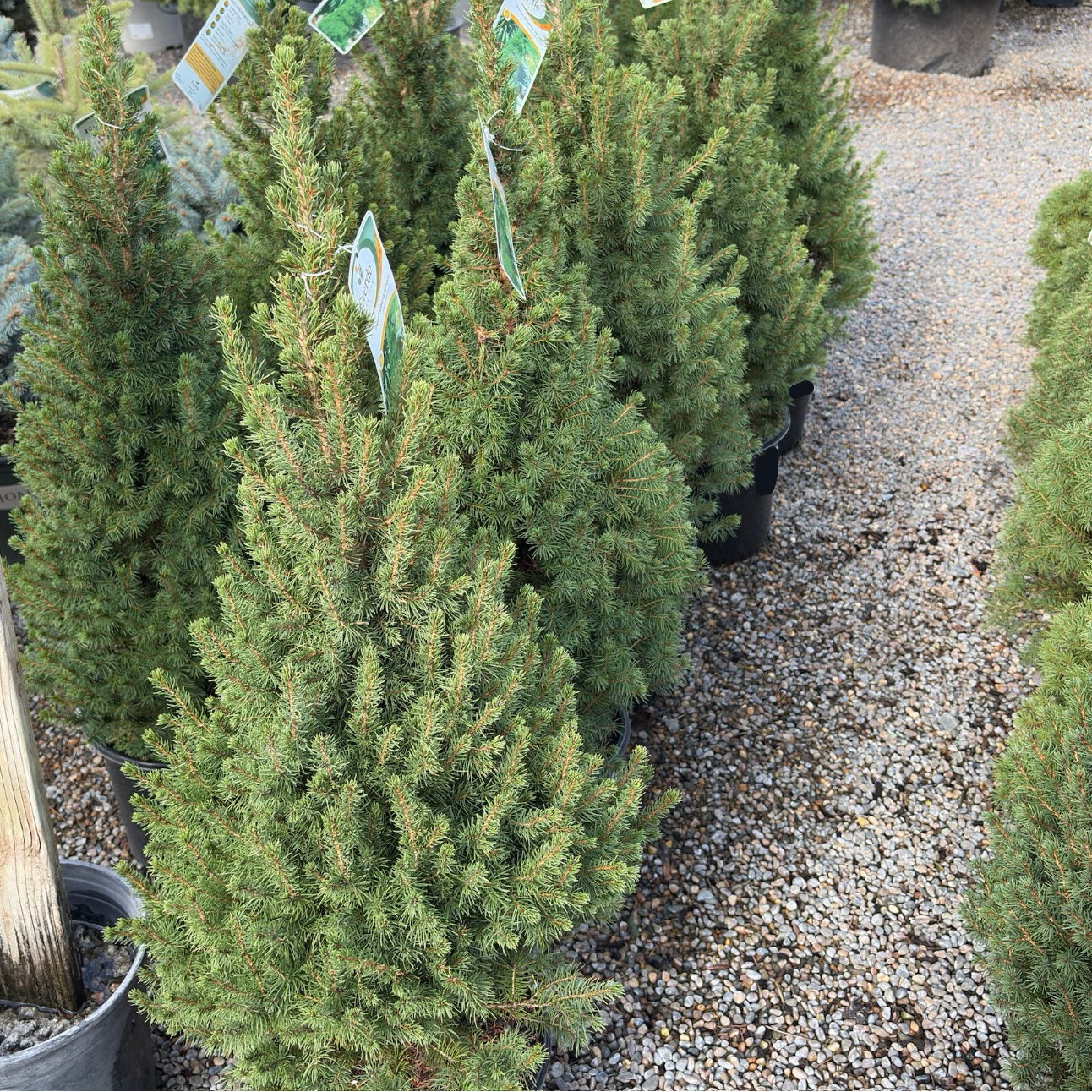 Dwarf White Spruce