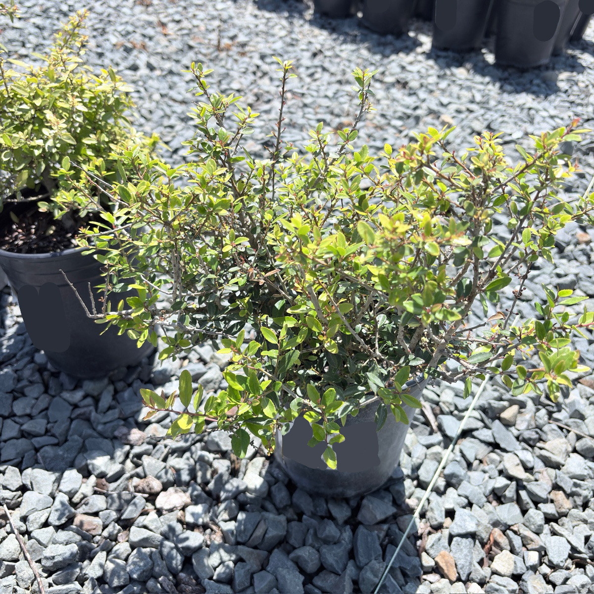 Dwarf Yaupon Holly