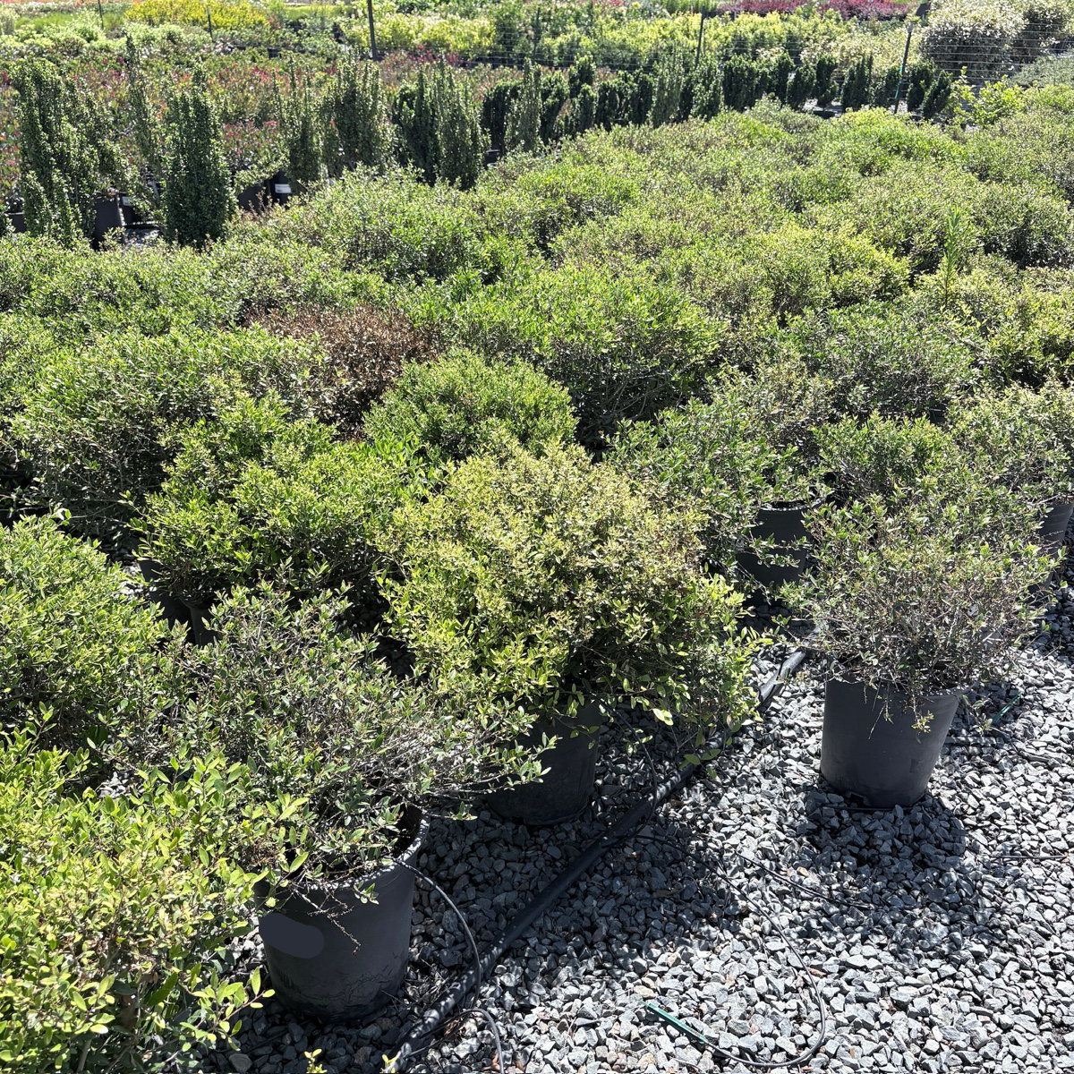 Dwarf Yaupon Holly