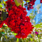 Dynamite Crape Myrtle