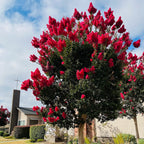 Dynamite Crape Myrtle