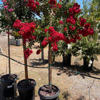 Dynamite Crape Myrtle