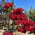Dynamite Crape Myrtle