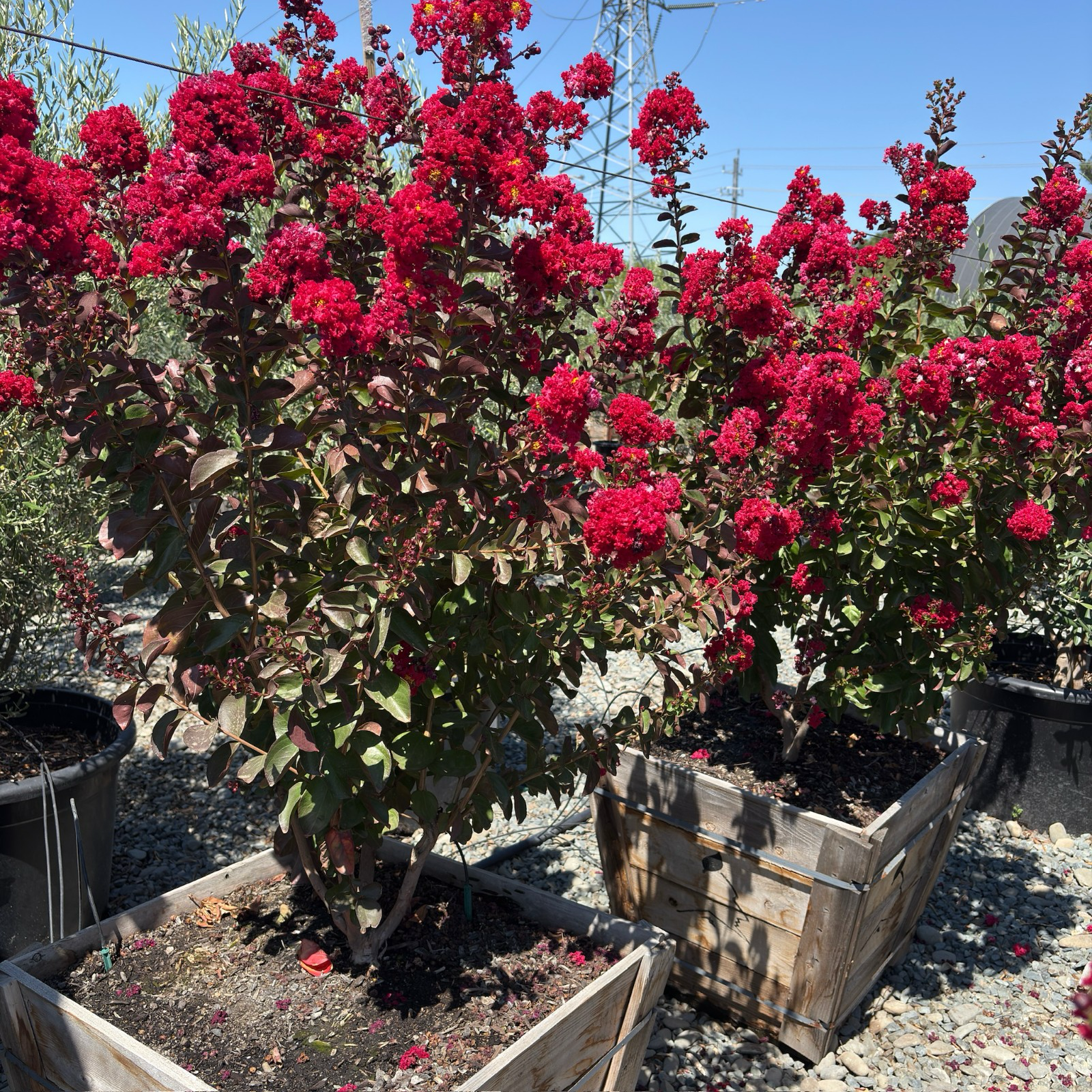 Dynamite Crape Myrtle