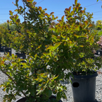 Dynamite Crape Myrtle