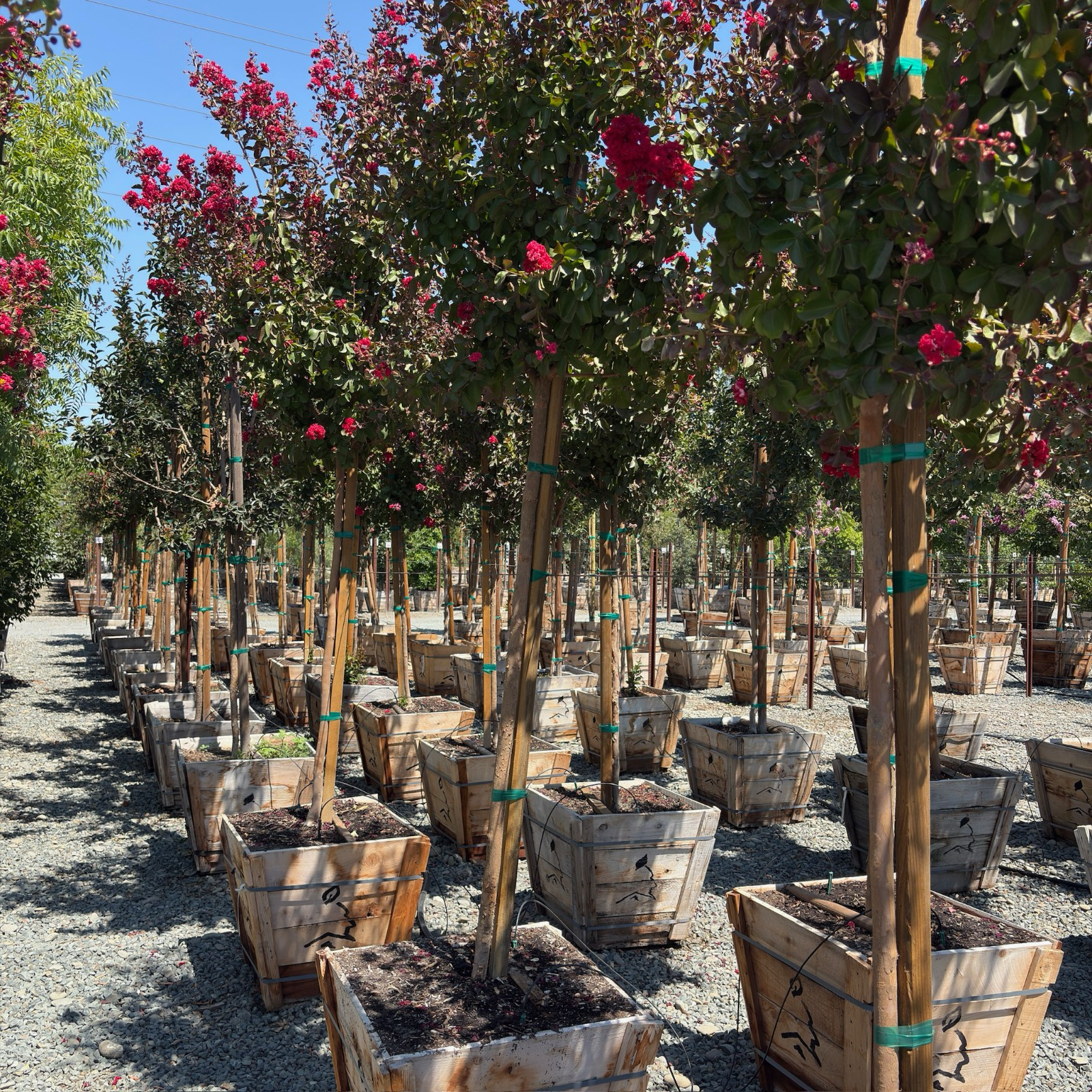 Dynamite Crape Myrtle