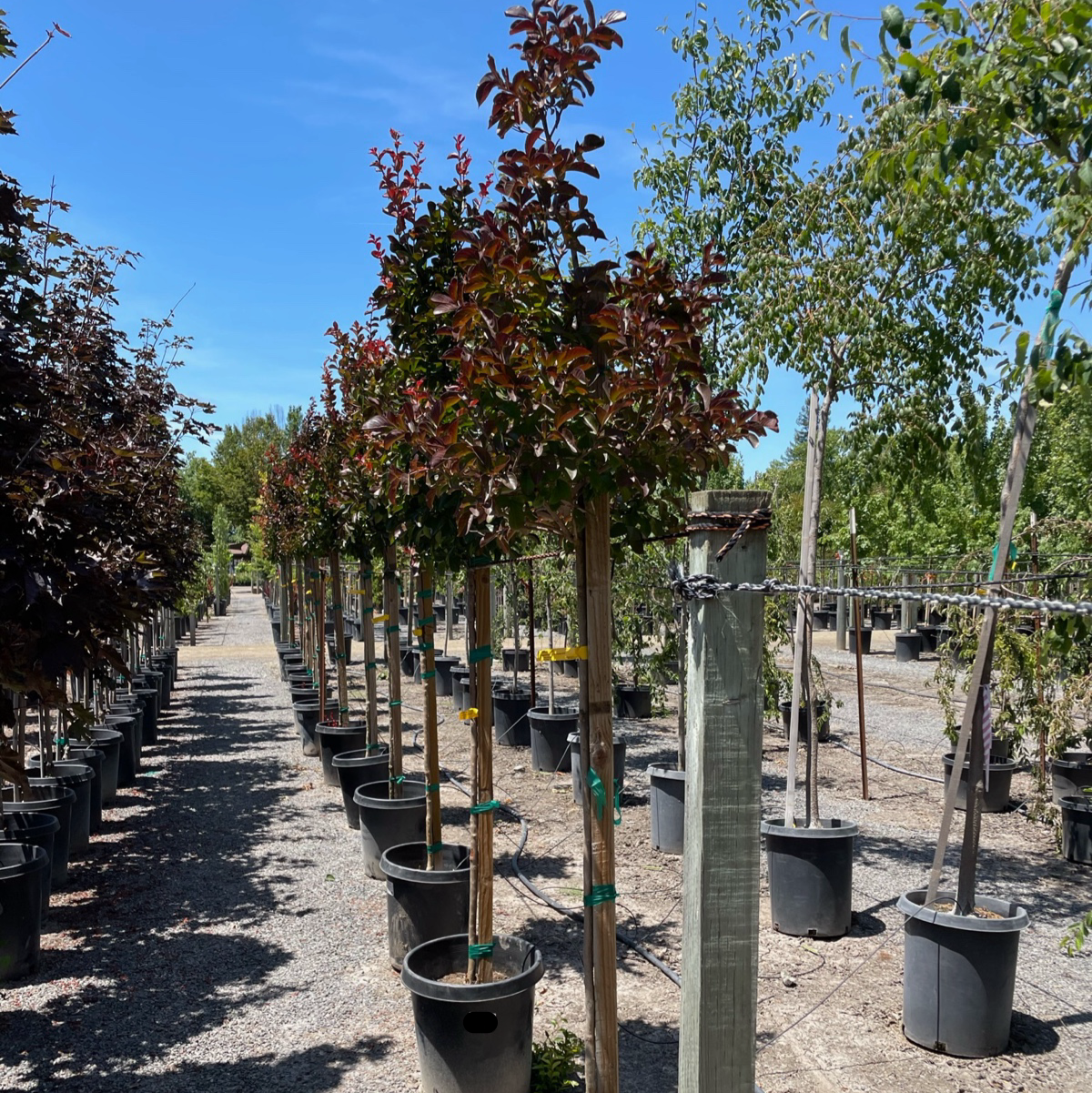 Dynamite Crape Myrtle