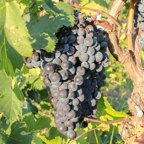 Eastern Concord Seedless Grape