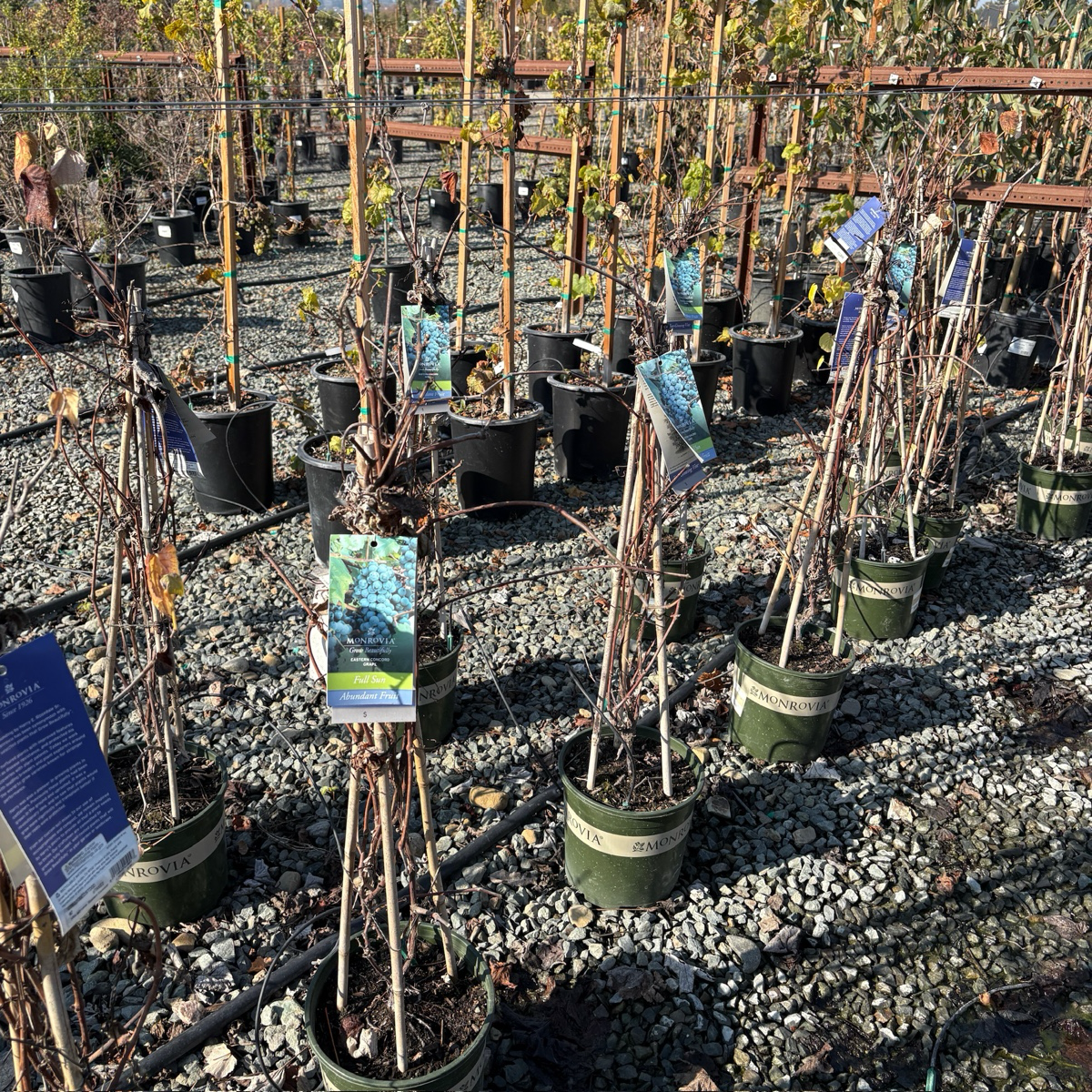 Eastern Concord Seedless Grape