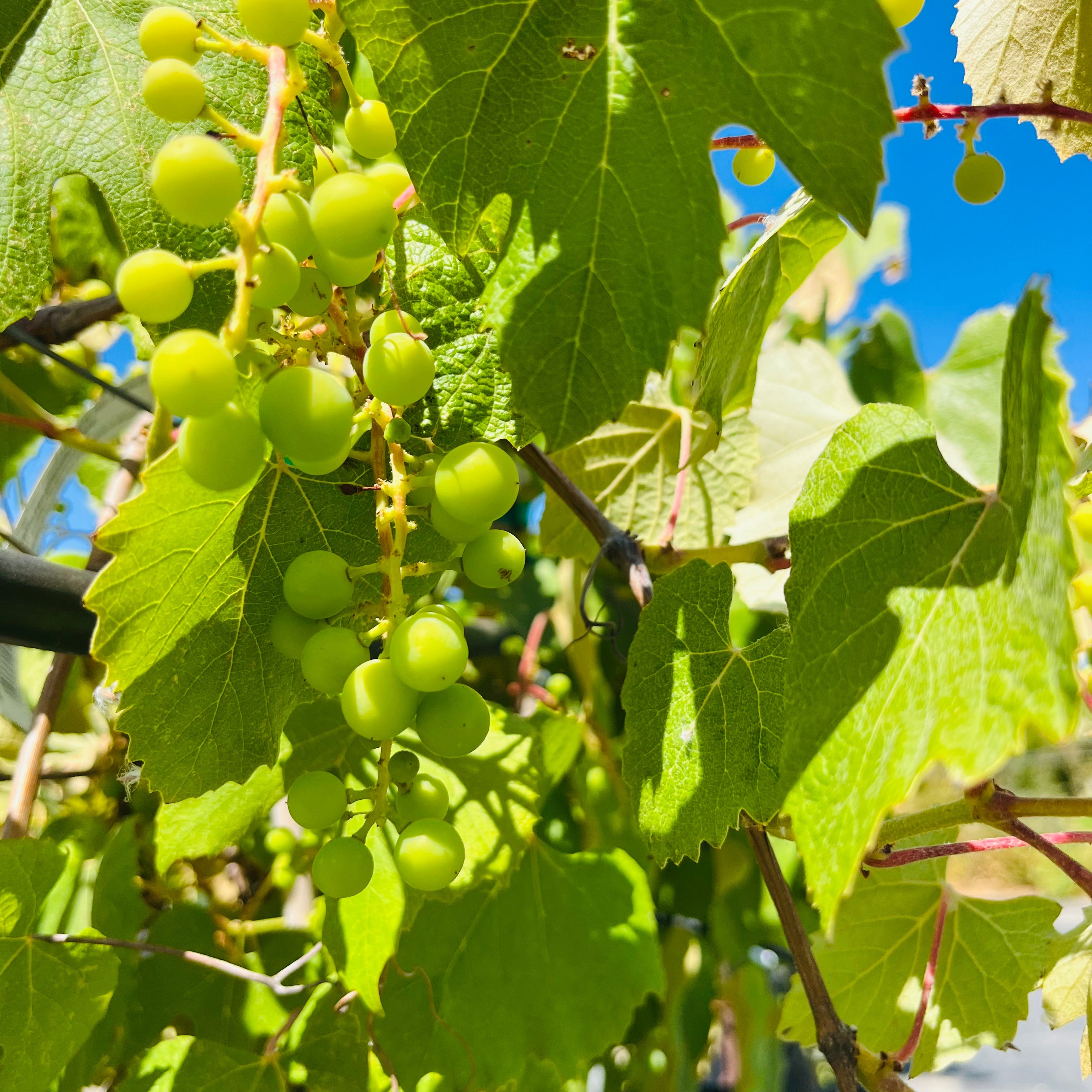 Eastern Concord Seedless Grape