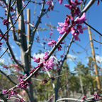 Eastern Redbud