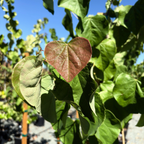 Eastern Redbud