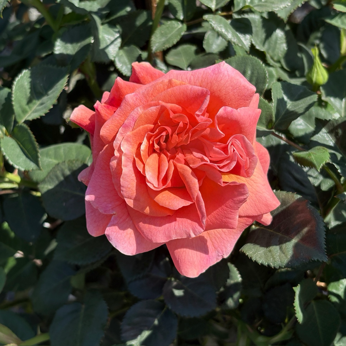 Easy Does It Floribunda Rose