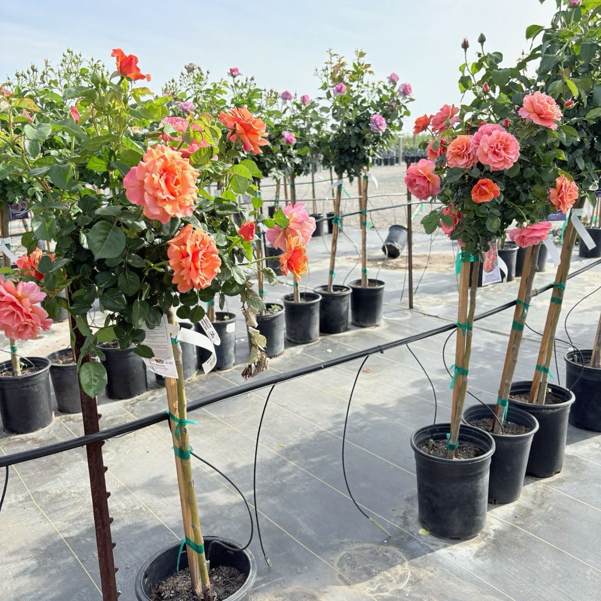 Easy Does It® Floribunda Rose