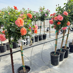 Easy Does It® Floribunda Rose