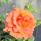 Easy Does It® Floribunda Rose