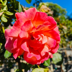 Easy Does It® Floribunda Rose