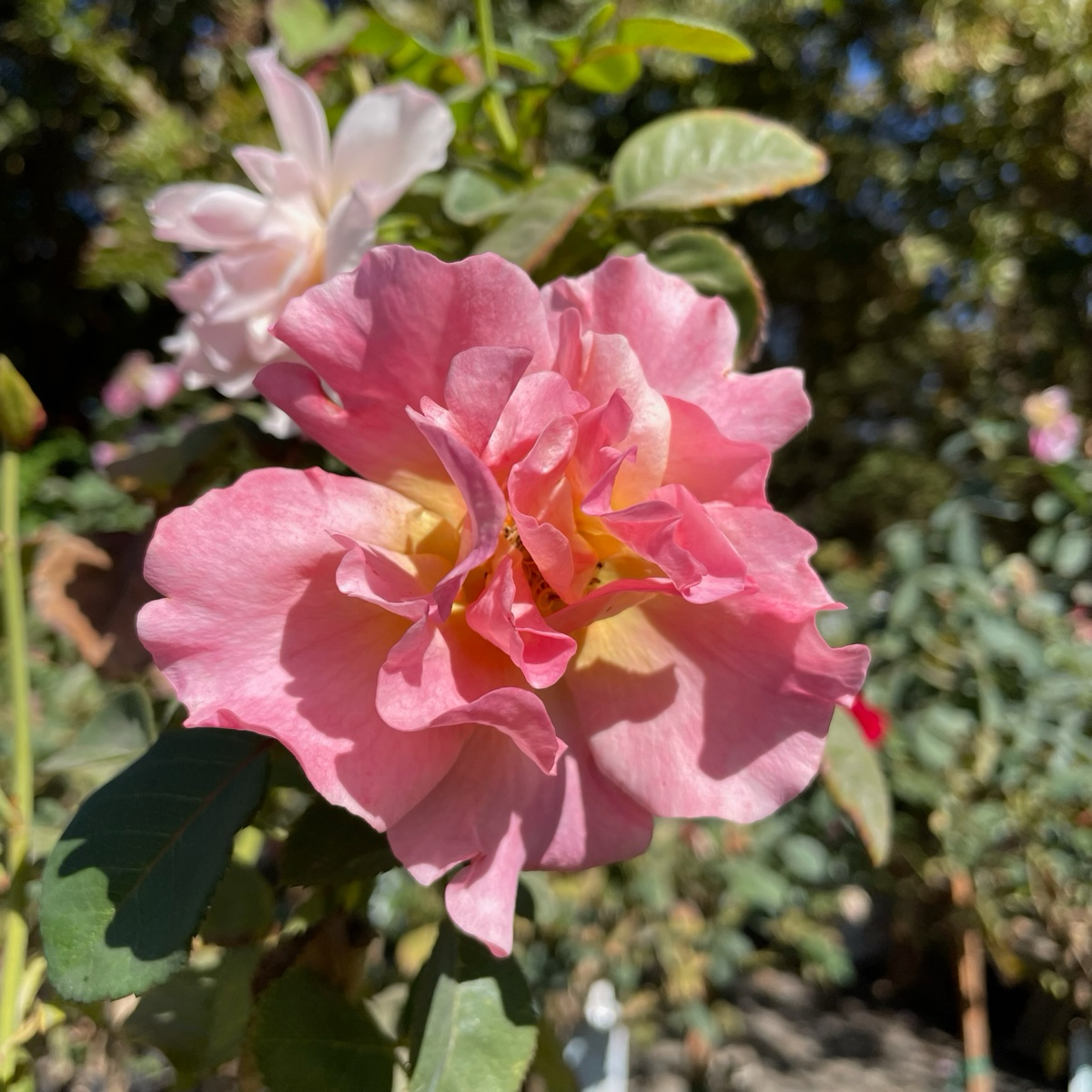 Easy Does It® Floribunda Rose