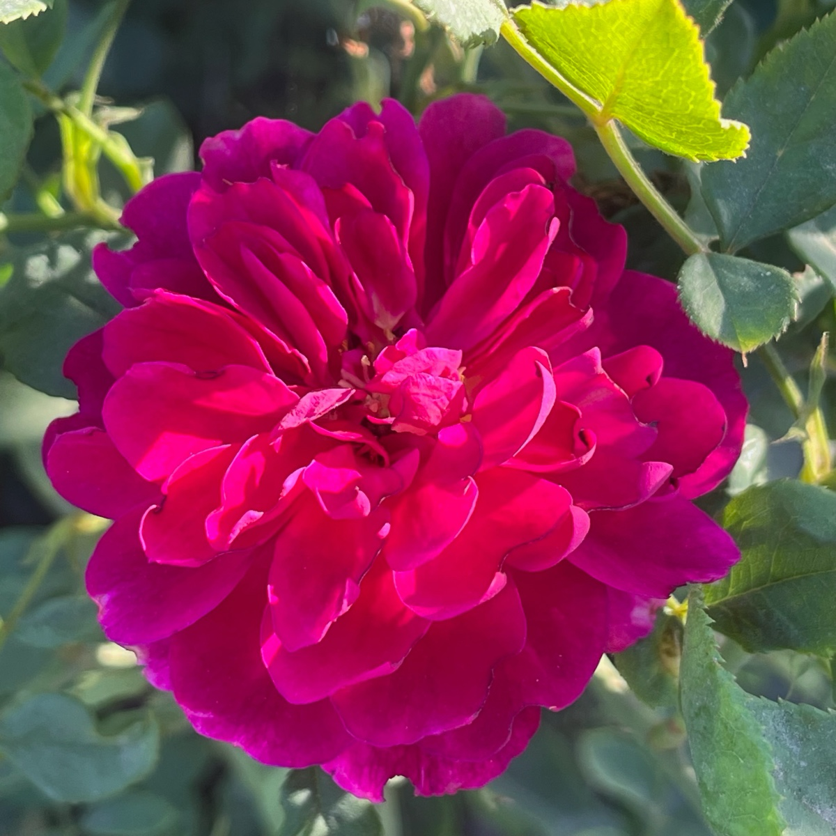 Ebb Tide™ Floribunda Rose
