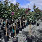 Ebb Tide  Floribunda Rose