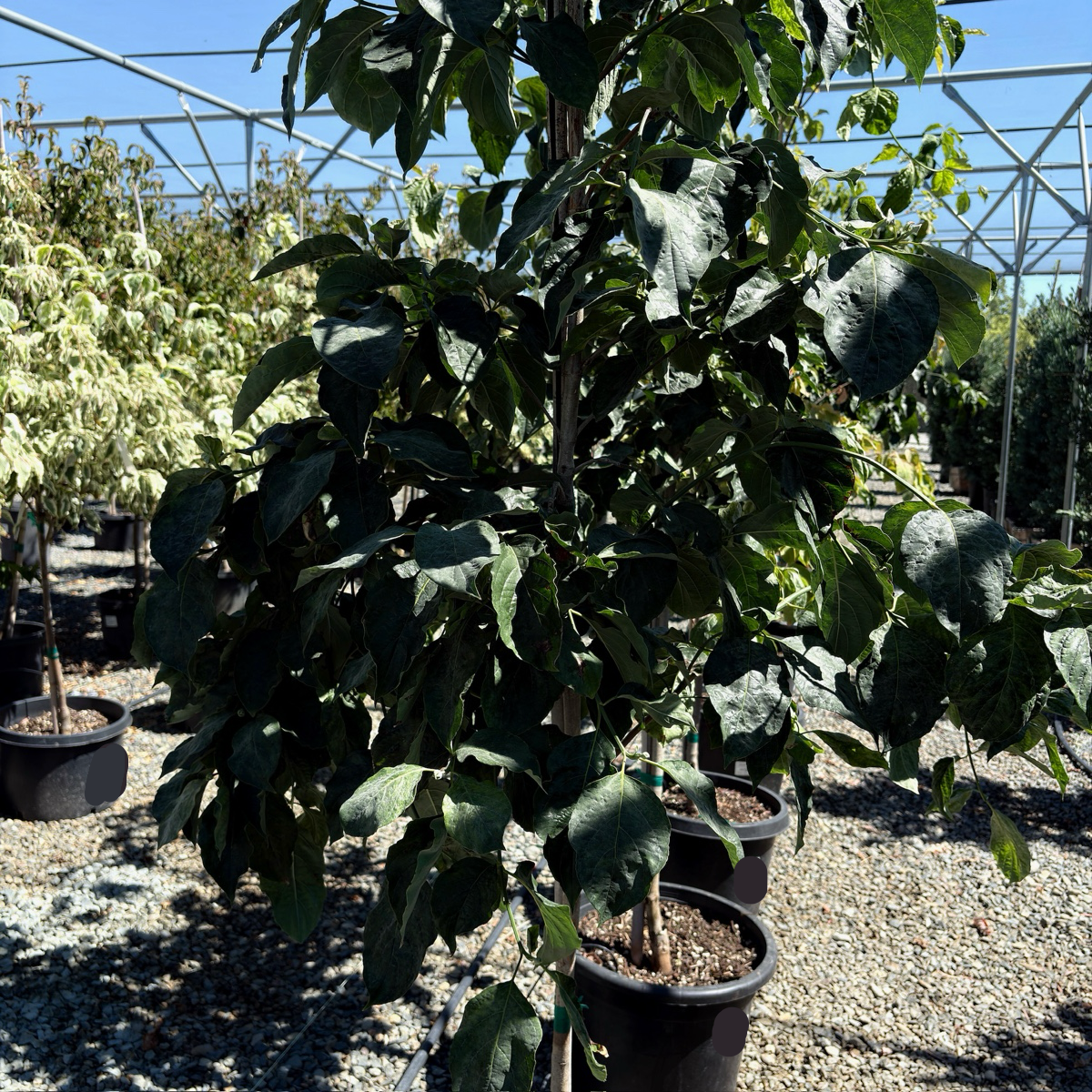 Eddie’s White Wonder Dogwood