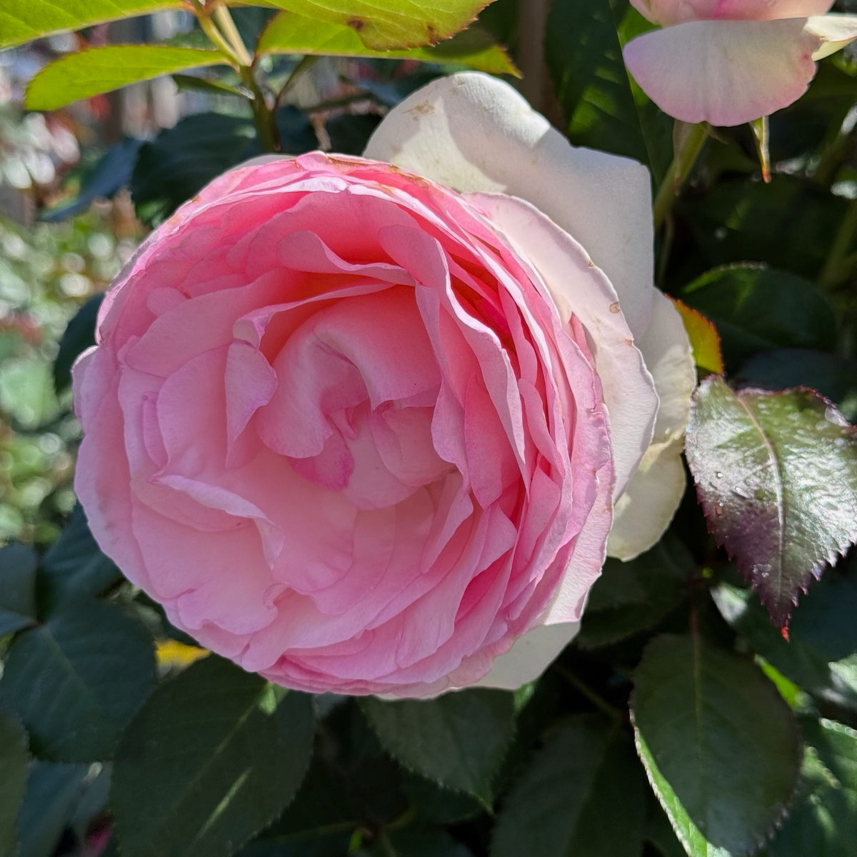Close-up of a Eden® Climbing Rose (Pierre de Ronsard®)  with green leaves in the background at victory nursery