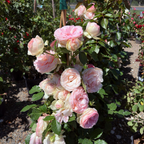 Bouquet of Eden® Climbing Rose (Pierre de Ronsard®)  with green leaves in a 5 gallon pot for sale at victory nursery