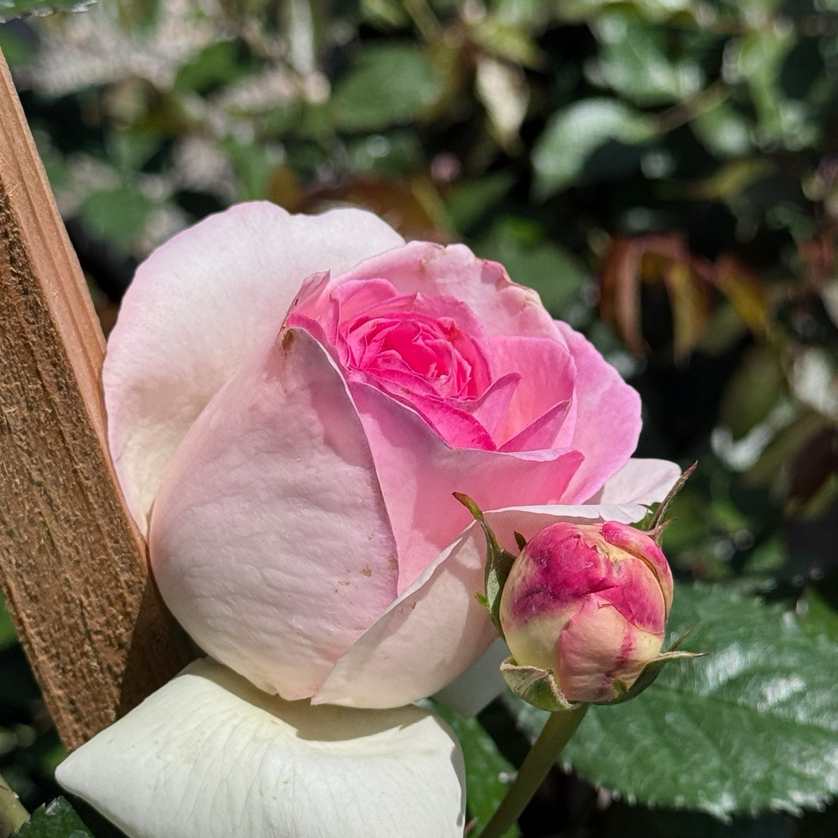 Close-up of an Eden® Climbing Rose (Pierre de Ronsard®) with a bud on a blurred natural background from the victory nursery