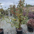 Potted Eden® Climbing Rose (Pierre de Ronsard®)  plants in the victorynursery setting with a cloudy sky.