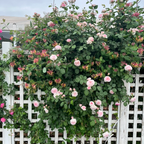 Vine of Eden® Climbing Rose (Pierre de Ronsard®)  with green leaves against a white lattice fence